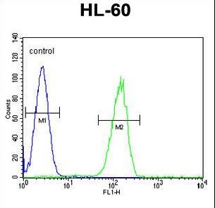 GPR142 Antibody flow cytometry of HL-60 cells (right histogram) compared to a negative control cell (left histogram). FITC-conjugated goat-anti-rabbit secondary antibodies were used for the analysis.