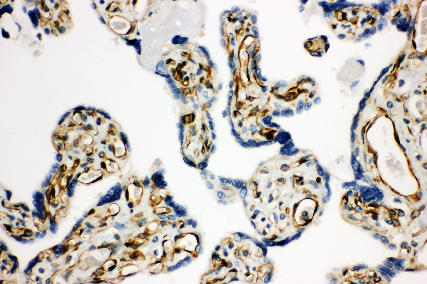 HSD17B2 antibody. IHC(P): Human Placenta Tissue.