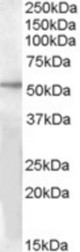 Antibody (1 ug/ml) staining of Human Liver lysate (35 ug protein in RIPA buffer) with (B) and without (A) blocking with the immunizing peptide. Primary incubation was 1 hour. Detected by chemiluminescence