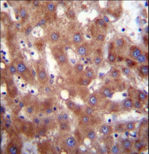 HSD17B4 Antibody immunohistochemistry of formalin-fixed and paraffin-embedded human liver tissue followed by peroxidase-conjugated secondary antibody and DAB staining.