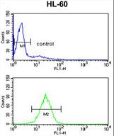 HSD17B7 Antibody flow cytometry of HL-60 cells (bottom histogram) compared to a negative control cell (top histogram). FITC-conjugated goat-anti-rabbit secondary antibodies were used for the analysis.