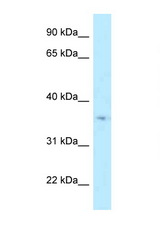 HSD17B7 antibody LS-C145936 Western blot of PANC1 Cell lysate. Antibody concentration 1 ug/ml.