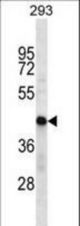 HSDL2 Antibody western blot of 293 cell line lysates (35 ug/lane). The HSDL2 antibody detected the HSDL2 protein (arrow).