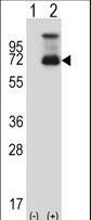 Western blot of HSF1 (arrow) using rabbit polyclonal HSF1 Antibody. 293 cell lysates (2 ug/lane) either nontransfected (Lane 1) or transiently transfected (Lane 2) with the HSF1 gene.