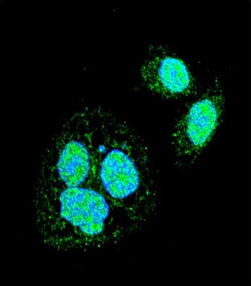 Confocal immunofluorescent of HSF1 Sumoylation Site Antibody with HeLa cell followed by Alexa Fluor 488-conjugated goat anti-rabbit lgG (green). DAPI was used to stain the cell nuclear (blue).