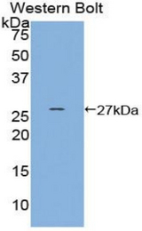 Western blot of recombinant HSF2.