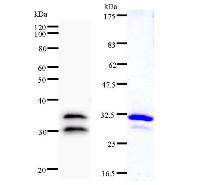 Left : Western blot analysis of immunized recombinant protein, using anti-HSF2 monoclonal antibody. Right : CBB staining of immunized recombinant protein.