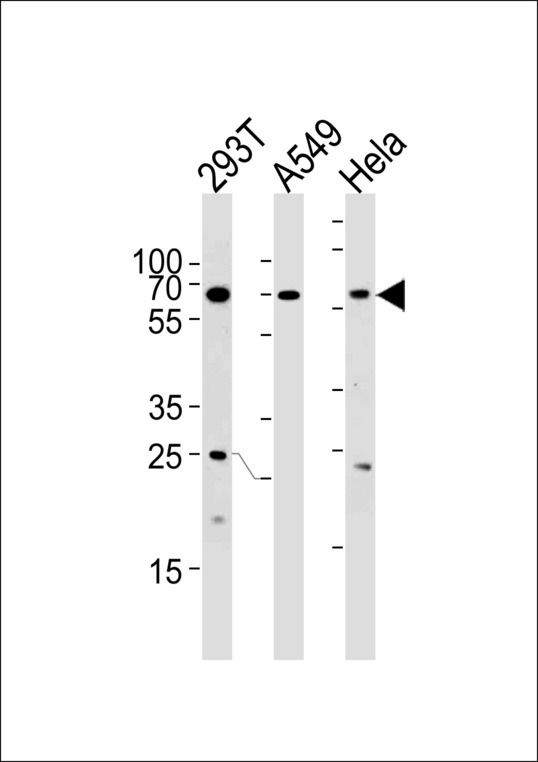 HSF2 Antibody western blot of 293T,A549,HeLa cell line lysates (35 ug/lane). The HSF2 antibody detected the HSF2 protein (arrow).