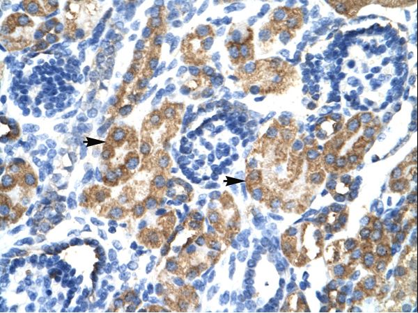 HSF2BP antibody LS-C30800 was used in IHC to stain formalin-fixed, paraffin-embedded human kidney.