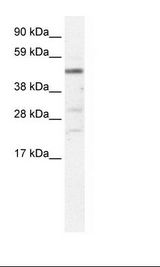 Fetal Liver Lysate