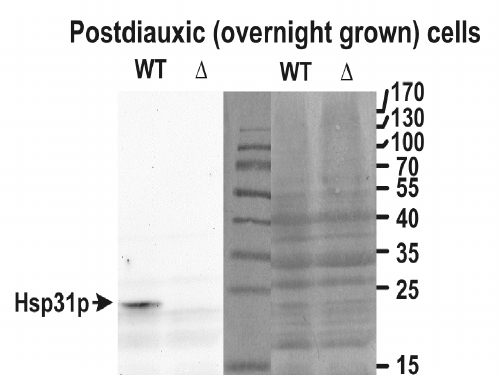 HSP31 antibody (0.05 ug/ml) staining of yeast lysate (wt) and the KO (delta) in the left panel and the Ponceau stain in the right panel (35 ug protein in RIPA buffer). Primary incubation was 1 hour. Detected by chemiluminescence. Data obtained by Dr. M. Skoneczny, IBB, Warsaw, Poland.
