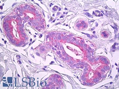 Anti-HSPA14 antibody IHC of human breast. Immunohistochemistry of formalin-fixed, paraffin-embedded tissue after heat-induced antigen retrieval. Antibody LS-B7306 dilution 1:50.