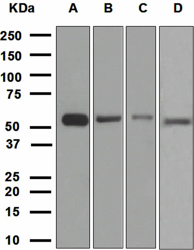 Western blot analysis on (A) K562, (B) COS-1, (C) fetal liver, and (D) HeLa cell lysates using anti-HSPA14 antibody.