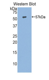 Western blot of recombinant HSP70L1 / HSPA14.
