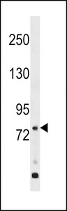 GPR149 Antibody western blot of WiDr cell line lysates (35 ug/lane). The GPR149 antibody detected the GPR149 protein (arrow).