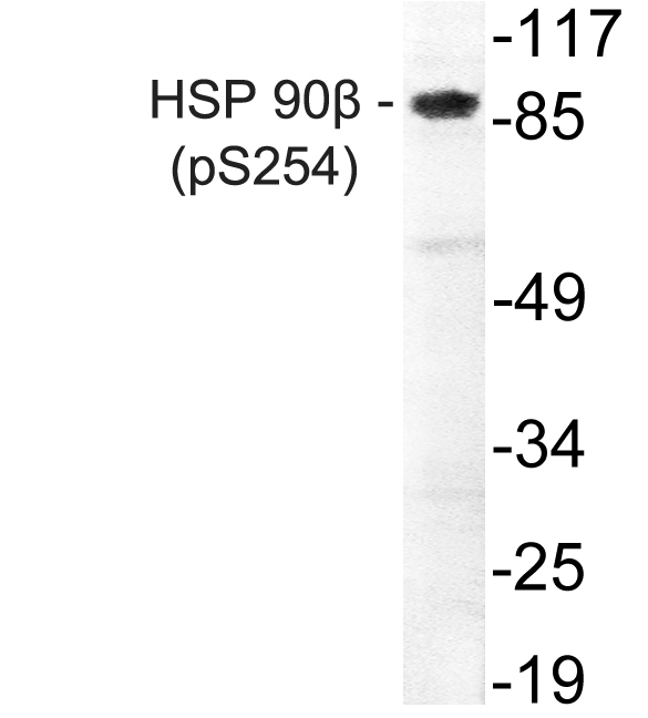 Western blot of p-HSP90 beta (S254) pAb in extracts from HepG2 cells treated with EGF.