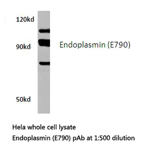 Western blot of Endoplasmin (E790) pAb in extracts from HeLa cells.