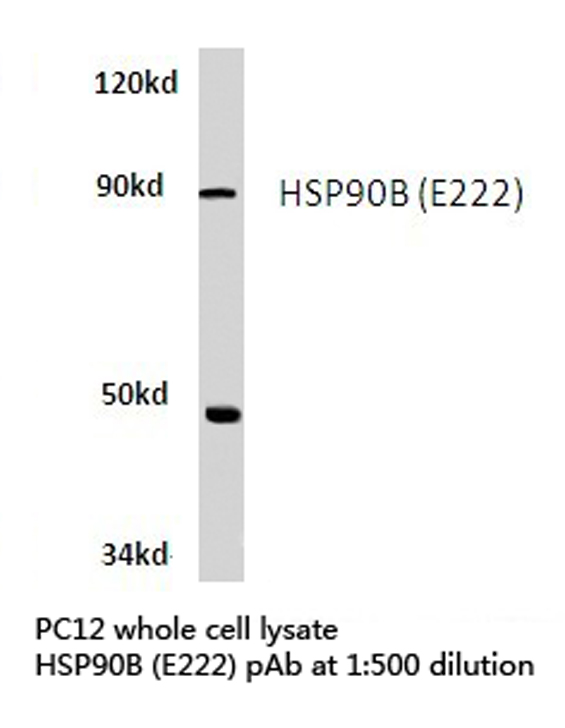 Western blot of HSP90B (E222) pAb in extracts from PC12 cells.