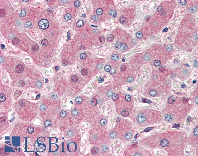 Anti-HSP90B1 / GRP94 antibody IHC of human liver. Immunohistochemistry of formalin-fixed, paraffin-embedded tissue after heat-induced antigen retrieval. Antibody LS-B3243 concentration 5 ug/ml.