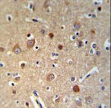 HSPA12A Antibody IHC of formalin-fixed and paraffin-embedded brain tissue followed by peroxidase-conjugated secondary antibody and DAB staining.