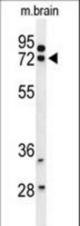 Western blot of HSPA12A Antibody in mouse brain tissue lysates (35 ug/lane). HSPA12A (arrow) was detected using the purified antibody.