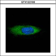 Confocal immunofluorescence analysis (Olympus FV10i) of methanol-fixed HeLa, using STCH antibody (Green) at 1:500 dilution.