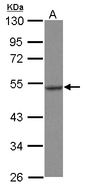 Sample (30 ug of whole cell lysate) A: U87-MG 10% SDS PAGE HSPA13 antibody diluted at 1:500