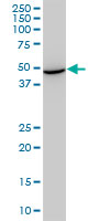 STCH monoclonal antibody (M02), clone 1H8. Western Blot analysis of STCH expression in NIH/3T3.