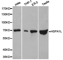 Western blot of extracts of various cell lines, using HSPA1L antibody.