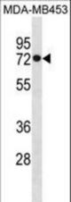 HSPA1L Antibody western blot of MDA-MB453 cell line lysates (35 ug/lane). The HSPA1L antibody detected the HSPA1L protein (arrow).