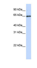 HSPA2 antibody LS-C102626 Western blot of Jurkat lysate.