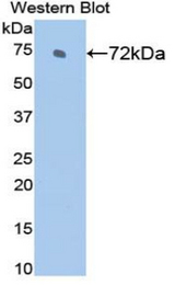 Western blot of recombinant HSPA2.
