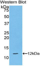 Western blot of recombinant HSPA2.