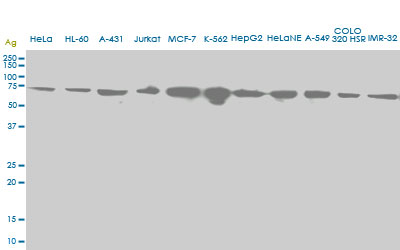 HSPA2 monoclonal antibody (M06), clone S51. Western blot of HSPA2 expression in different cell lines.