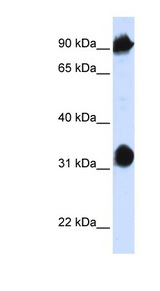 HSPA4 antibody LS-C102206 Western blot of 293T cell lysate.