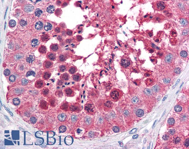 Anti-HSPA4L antibody IHC of human testis. Immunohistochemistry of formalin-fixed, paraffin-embedded tissue after heat-induced antigen retrieval. Antibody LS-B2621 concentration 5 ug/ml.