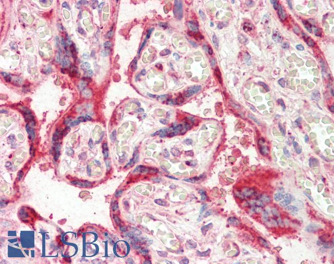 Anti-HSPA5 / GRP78 / BIP antibody IHC staining of human placenta. Immunohistochemistry of formalin-fixed, paraffin-embedded tissue after heat-induced antigen retrieval.