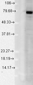 Grp78 (Bip), Rat tissue Mix, polyclonal.