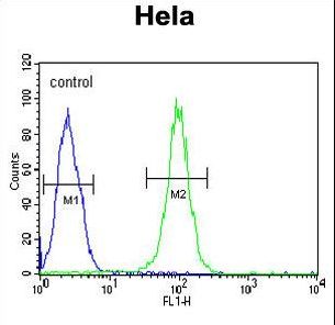 HSPA5 Antibody flow cytometry of HeLa cells (right histogram) compared to a negative control cell (left histogram). FITC-conjugated goat-anti-rabbit secondary antibodies were used for the analysis.