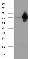 HEK293T cells were transfected with the pCMV6-ENTRY control (Left lane) or pCMV6-ENTRY HSPA6 (Right lane) cDNA for 48 hrs and lysed. Equivalent amounts of cell lysates (5 ug per lane) were separated by SDS-PAGE and immunoblotted with anti-HSPA6.