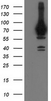 HEK293T cells were transfected with the pCMV6-ENTRY control (Left lane) or pCMV6-ENTRY HSPA6 (Right lane) cDNA for 48 hrs and lysed. Equivalent amounts of cell lysates (5 ug per lane) were separated by SDS-PAGE and immunoblotted with anti-HSPA6.