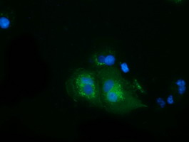 Anti-HSPA6 mouse monoclonal antibody immunofluorescent staining of COS7 cells transiently transfected by pCMV6-ENTRY HSPA6.
