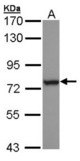 Sample (30 ug of whole cell lysate). A: H1299. 7.5% SDS PAGE. HSPA6 antibody diluted at 1:1000