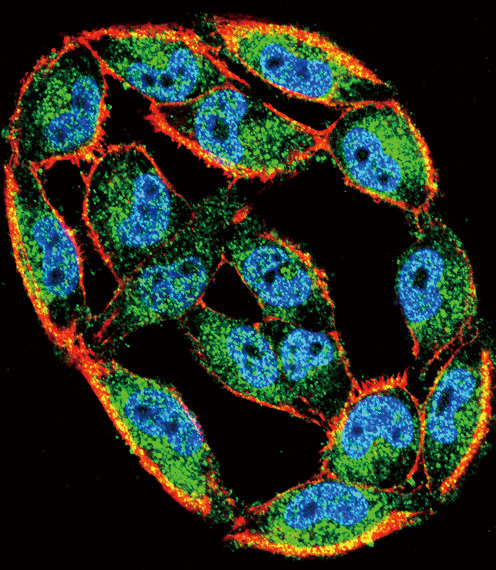 Confocal immunofluorescent of HSPA8 Antibody with A2058 cell followed by Alexa Fluor 488-conjugated goat anti-rabbit lgG (green). Actin filaments have been labeled with Alexa Fluor 555 phalloidin (red). DAPI was used to stain the cell nuclear (blue).