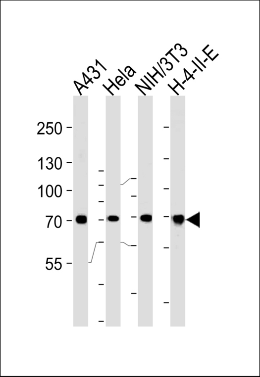 Western blot of lysates from A431,HeLa,mouse NIH/3T3,H-4-II-E cell line (from left to right),using HSPA8 Antibody. Antibody was diluted at 1:1000 at each lane. A goat anti-rabbit IgG H&L (HRP) at 1:5000 dilution was used as the secondary antibody.Lysates at 35ug per lane.