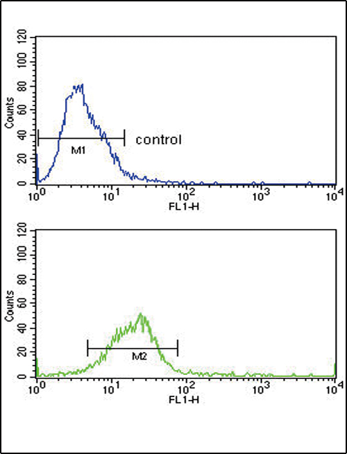 HSPA8 Antibody flow cytometry of HeLa cells (bottom histogram) compared to a negative control cell (top histogram). FITC-conjugated goat-anti-rabbit secondary antibodies were used for the analysis.