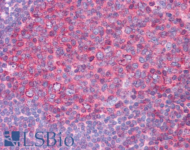Anti-HSPA8 / HSC70 antibody IHC of human tonsil. Immunohistochemistry of formalin-fixed, paraffin-embedded tissue after heat-induced antigen retrieval. Antibody LS-B4670 concentration 5 ug/ml.