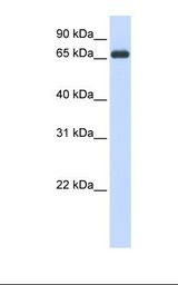 293T cell lysate. Antibody concentration: 1.0 ug/ml. Gel concentration: 12%.