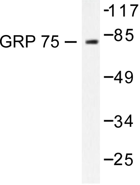 Western blot of GRP75/HSPA9 (S664) pAb in extracts from COS7 cells.