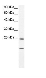 HepG2 Cell Lysate